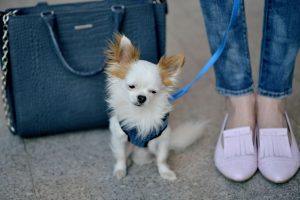 Chihuahua – najmniejsza rasa świata
