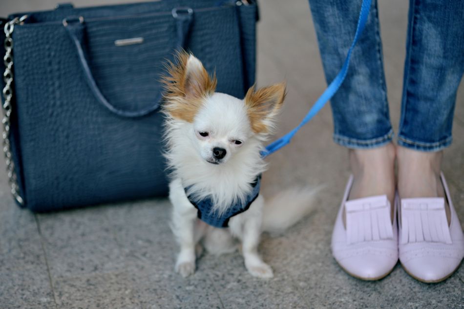 Chihuahua – najmniejsza rasa świata